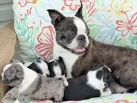 Boujee, a male Boston Terrier for sale in Linneus, MO – 5 of 5