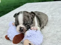 Boujee, a male Boston Terrier for sale in Linneus, MO – 2 of 5