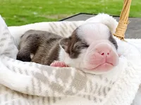 Boujee, a male Boston Terrier for sale in Linneus, MO – Photo 2 of 4