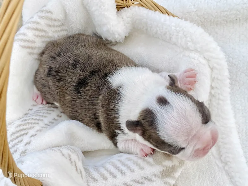 Boujee – Boston Terrier puppy for sale in Linneus, MO