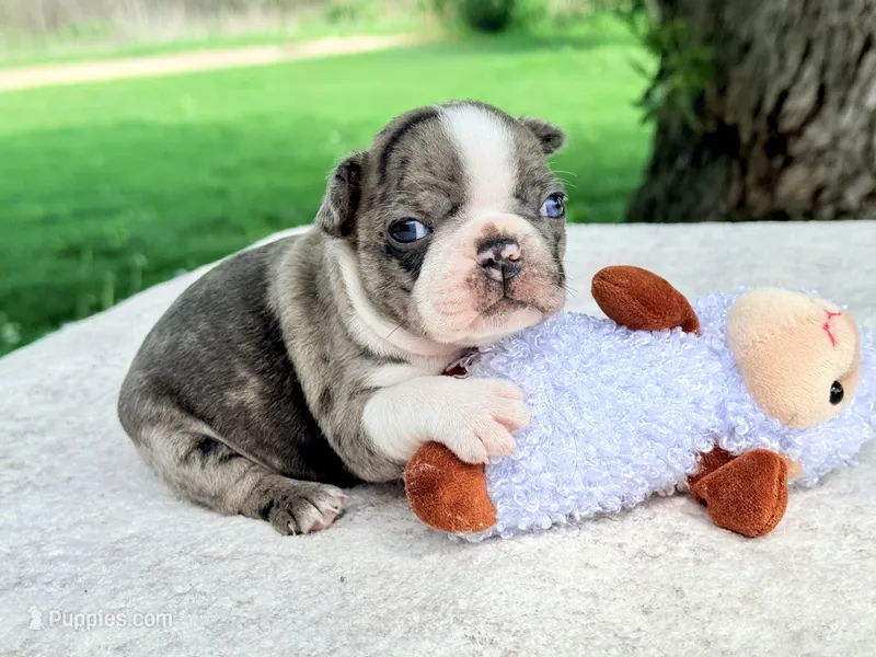 Boujee – Boston Terrier puppy on hold in Linneus, MO