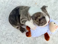 Boujee, a male Boston Terrier for sale in Linneus, MO – 3 of 5