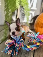 Autumn, a female Boston Terrier for sale in Linneus, MO – 3 of 10