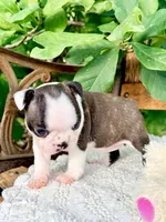 Mini Sundae, a female Boston Terrier for sale in Linneus, MO – 6 of 7