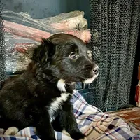 Kuei , a male Border Collie and Labrador Retriever for sale in Linneus, MO – Photo 1 of 3