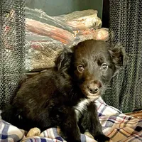Kuei , a male Border Collie and Labrador Retriever for sale in Linneus, MO – Photo 2 of 3