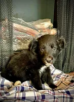 Kuei , a male Border Collie and Labrador Retriever for sale in Linneus, MO – Photo 2 of 3