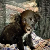 Kuei , a male Border Collie and Labrador Retriever for sale in Linneus, MO – Photo 3 of 3