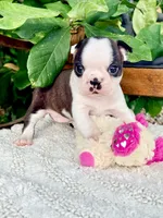 Mini Sundae, a female Boston Terrier for sale in Linneus, MO – 5 of 7