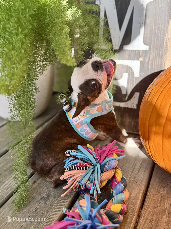 Autumn – Boston Terrier puppy for sale in Linneus, MO
