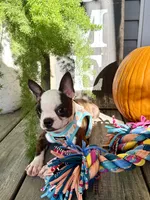 Autumn, a female Boston Terrier for sale in Linneus, MO – 6 of 10