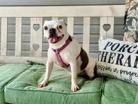 Willow , a female Boston Terrier for sale in Linneus, MO – 3 of 3