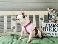 Willow , a female Boston Terrier for sale in Linneus, MO – 2 of 3