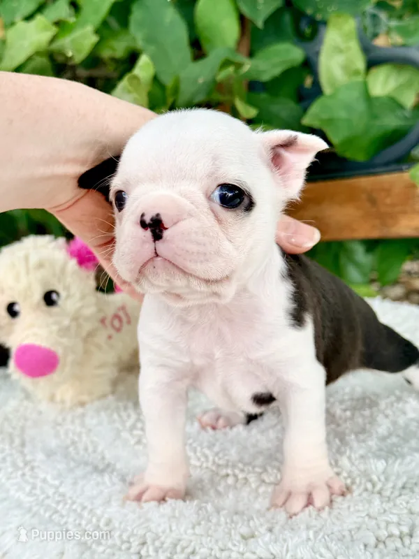 Tiny Parfait  – Boston Terrier puppy for sale in Linneus, MO