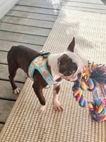 Autumn, a female Boston Terrier for sale in Linneus, MO – 4 of 10