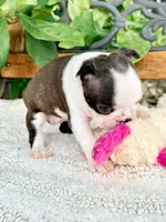 Mini Sundae, a female Boston Terrier for sale in Linneus, MO – 2 of 7