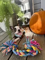 Autumn, a female Boston Terrier for sale in Linneus, MO – 10 of 10