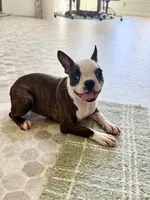 Autumn, a female Boston Terrier for sale in Linneus, MO – 2 of 10