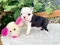 Tiny Parfait , a female Boston Terrier for sale in Linneus, MO – 6 of 6