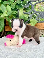 Mini Sundae, a female Boston Terrier for sale in Linneus, MO – 4 of 7
