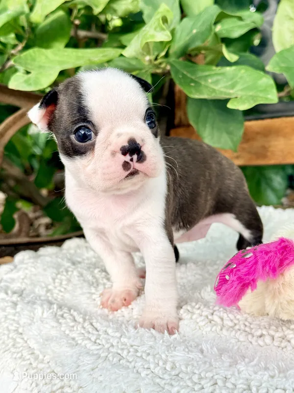 Mini Sundae – Boston Terrier puppy for sale in Linneus, MO