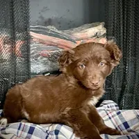 Trizzie, a female Border Collie and Labrador Retriever for sale in Linneus, MO – Photo 1 of 4