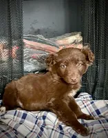 Trizzie, a female Border Collie and Labrador Retriever for sale in Linneus, MO – Photo 1 of 4