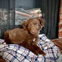 Trizzie, a female Border Collie and Labrador Retriever for sale in Linneus, MO – Photo 3 of 4