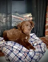 Trizzie, a female Border Collie and Labrador Retriever for sale in Linneus, MO – Photo 3 of 4