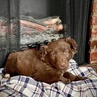 Trizzie, a female Border Collie and Labrador Retriever for sale in Linneus, MO – Photo 4 of 4