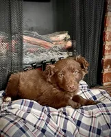 Trizzie, a female Border Collie and Labrador Retriever for sale in Linneus, MO – Photo 4 of 4