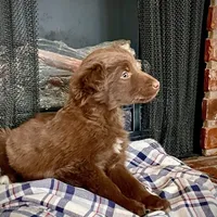 Trizzie, a female Border Collie and Labrador Retriever for sale in Linneus, MO – Photo 2 of 4