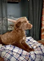 Trizzie, a female Border Collie and Labrador Retriever for sale in Linneus, MO – Photo 2 of 4