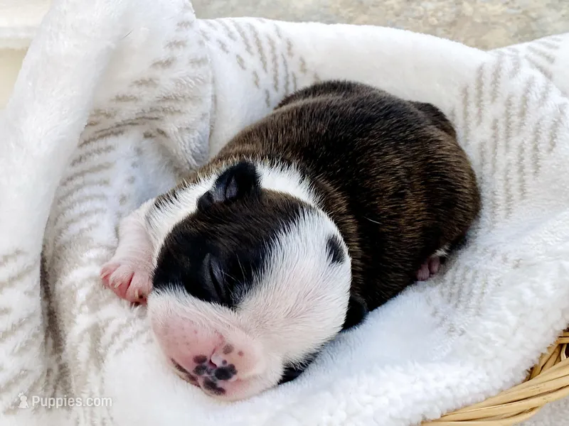 Arf Vader – Boston Terrier puppy for sale in Linneus, MO