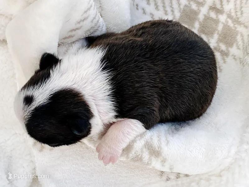 Arf Vader – Boston Terrier puppy for sale in Linneus, MO