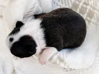 Arf Vader, a male Boston Terrier for sale in Linneus, MO – Photo 1 of 4