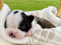 Arf Vader, a male Boston Terrier for sale in Linneus, MO – Photo 3 of 4