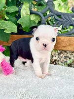 Tiny Parfait , a female Boston Terrier for sale in Linneus, MO – 5 of 6