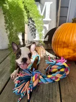 Autumn, a female Boston Terrier for sale in Linneus, MO – 9 of 10