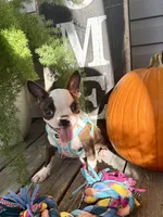 Autumn, a female Boston Terrier for sale in Linneus, MO – 8 of 10