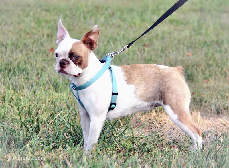 Cupcake – Boston Terrier puppy for sale in Linneus, MO