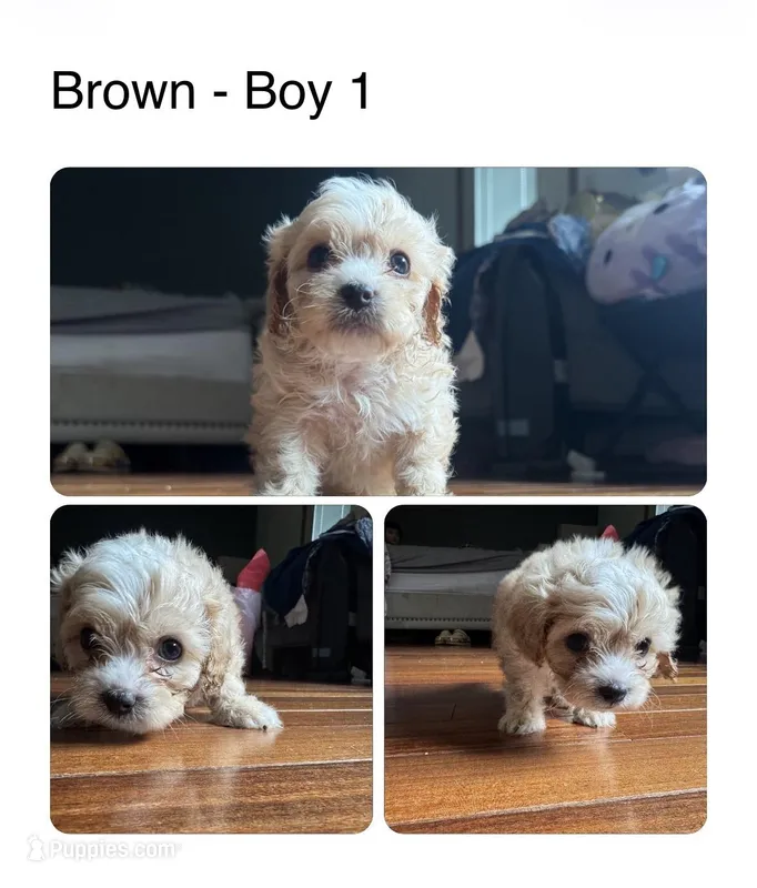 Brown – Maltipoo puppy for sale in Olympia, WA