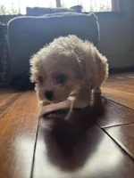 Brownie, a female Maltipoo for sale in Olympia, WA – Photo 3 of 3