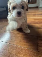 Brownie, a female Maltipoo for sale in Olympia, WA – Photo 2 of 3