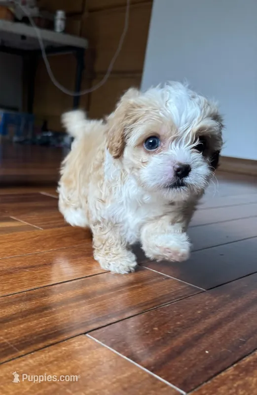 Brownie – Maltipoo puppy for sale in Olympia, WA
