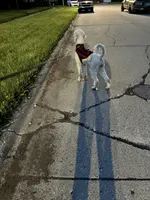Myla, a female Poodle - Standard  for sale in Flint, MI – 7 of 7