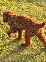 Blake , a male Miniature Goldendoodle for sale in Flint, MI – 9 of 10