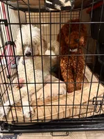 Blake , a male Miniature Goldendoodle for sale in Flint, MI – 8 of 10