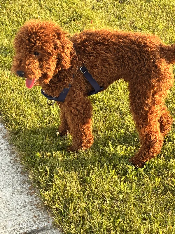 Blake  – Miniature Goldendoodle puppy for sale in Flint, MI