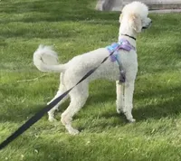 Myla, a female Poodle - Standard  for sale in Flint, MI – 3 of 7